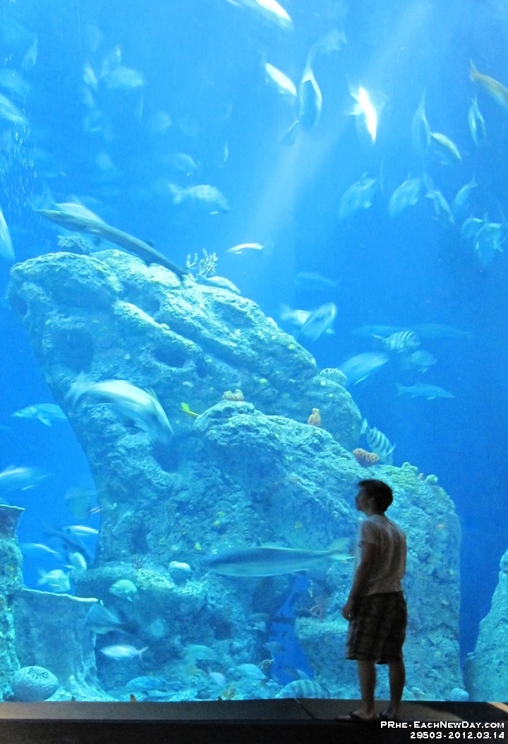 29503PeRe - Vacation at Kiawah Island, SC - Charleston Aquarium